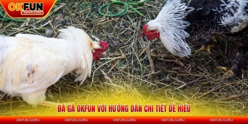 da ga okfun huong dan chi tiet